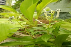 Ceropegia lawii